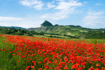 Fields full of poppies in Valmaerecchia, from San Leo to Maioletto