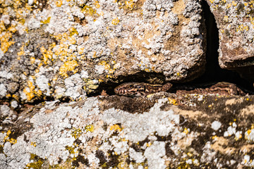 Eidechse in der Sandseteinmauer