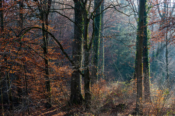 Obraz premium Lichtdurchstömter Wald im Stromberg