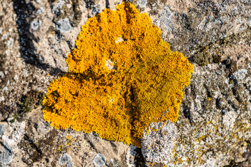 Sandsteinmauer mit gelber Flechte