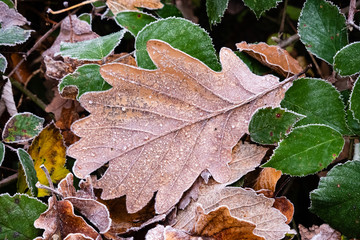 Gefroenes Eichenblatt mit Eistropfen
