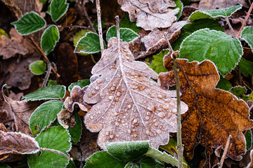Gefroenes Eichenblatt mit Eistropfen