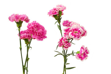 カーネーション