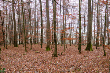 Buchenwald im Stromberg im Herbst