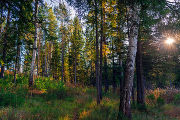 Landscape early autumn fir forest in the Ural mountains.