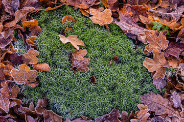 Moos und Blätter 