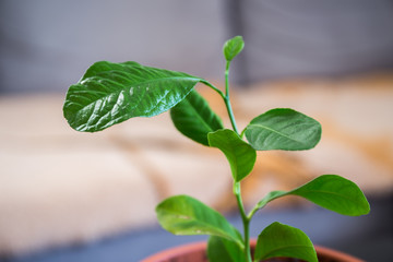 Young green leaves of a small lemon tree close up