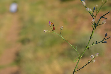 mating firebug on twig in forest
