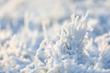 Closeup of grass tuft covered with snow and ice