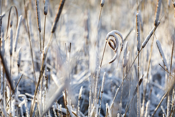 Curved snowy cattails at bright winter day