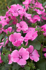 Lavatera - pink flower blooms in the summer in the garden. Beautiful flower of Lavatera rose mallow. Background