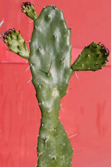 Cactus e le sua spine