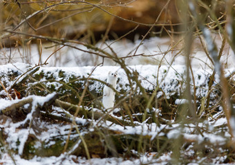 White weasel in snowy forest at winter