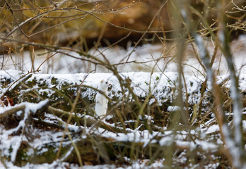 White weasel in snowy forest at winter