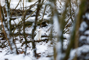 White weasel in snowy forest at winter