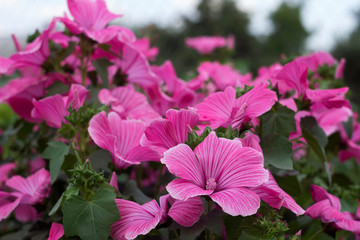 Lavatera - pink flower blooms in the summer in the garden. Beautiful flower of Lavatera rose mallow. Background