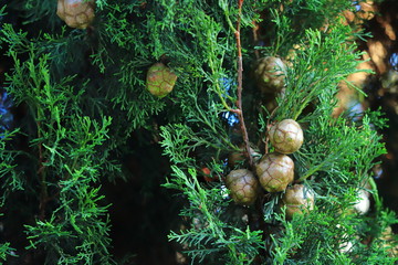 Cones on a green thuja