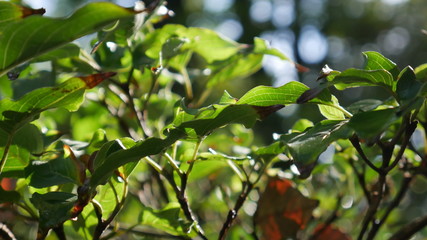 Morning in the forest