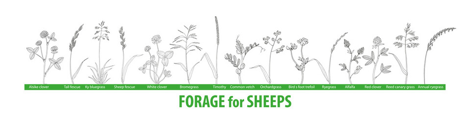 Big set forage plants for sheeps. Hand drawing.  Brome, alfalfa, orchardgrass, timothy, fescue, birds foot trefoil, clover, bluegrass, vetch. Black and white illustration.