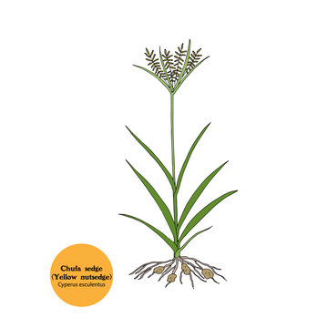 Hand drawn illustration of Chufa plant. Chufa sedge, Water grass, Nutgrass, Cyperus esculentus plant with leaves, flowers, roots