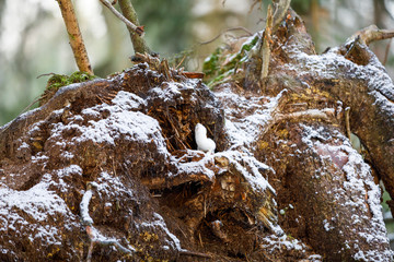 White weasel on an old tree stump in winter