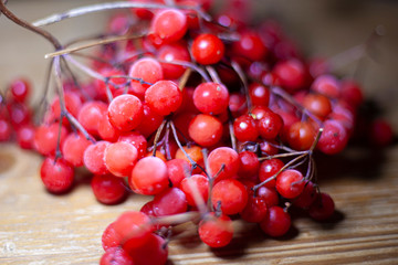Red berries of viburnum. A bunch of berries on a branch. Frosty berry for drinks. Wholesome food from the forest. Juicy fruit.