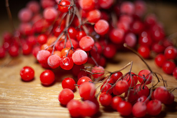 Red berries of viburnum. A bunch of berries on a branch. Frosty berry for drinks. Wholesome food from the forest. Juicy fruit.