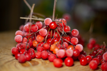 Red berries of viburnum. A bunch of berries on a branch. Frosty berry for drinks. Wholesome food from the forest. Juicy fruit.
