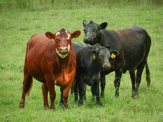 cows on a pasture
