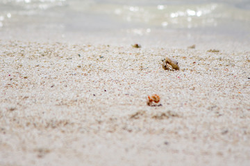 Einsiedlerkrebs wandert am Strand