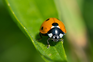 Fototapeta premium Ladybird
