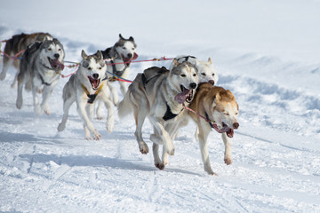 husky race