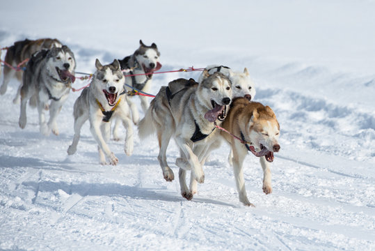 husky race