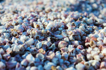 Small shells on the beach