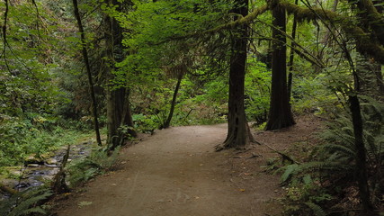 Hiking trail in Forest Park, Portland, Oregon