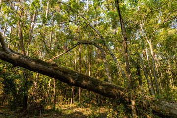 Fototapeta premium Scenic forest vista with a fallen tree trunk near Charleston, South Carolina