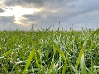 green grass and blue sky