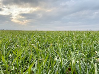 green wheat field and blue sky