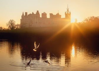 Seagulls on the lake against the backdrop of the medieval castle that lit by the rising sun. Linlithgow Palace, Scotland