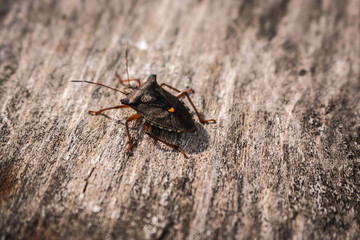 bug on leaf