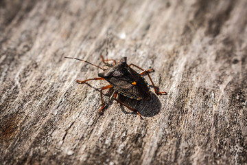 bug on leaf
