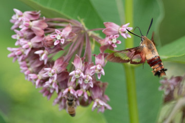 Hummingbird Moth