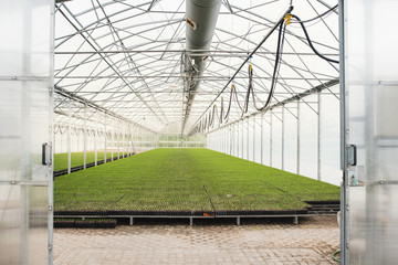 Seedlings of coniferous trees. Pine seedlings grown in commercial greenhouse. Young pine trees for forestry. Small seedlings of pine grown in cultivation tray.