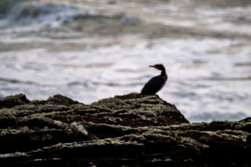 Rough atlantic ocean one day after storm Atiyah passed by on Dezember 08 2019.