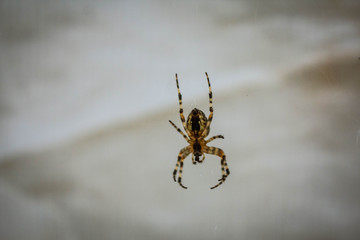 spider on web