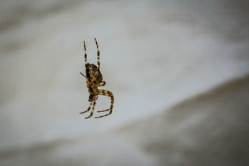 spider on web