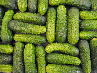 Natural green background of wet cucumbers. Gardening and harvesting. Top view.   