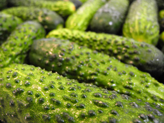 Natural green background of wet cucumbers closeup side view. Gardening and harvesting. 