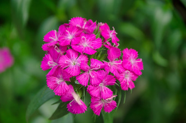 Obraz premium Colorful Dianthus flower (Dianthus chinensis) (Caryophyllaceae) blooming in garden at Thailand.