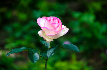 Soft focus beautiful pink rose with blur nature background, Thailand